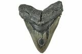 Serrated, Fossil Megalodon Tooth - North Carolina #311099-1